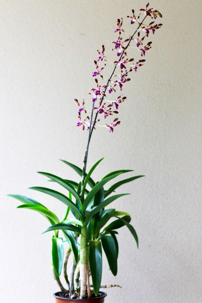 Dendrobium Calico Twist - photo 2