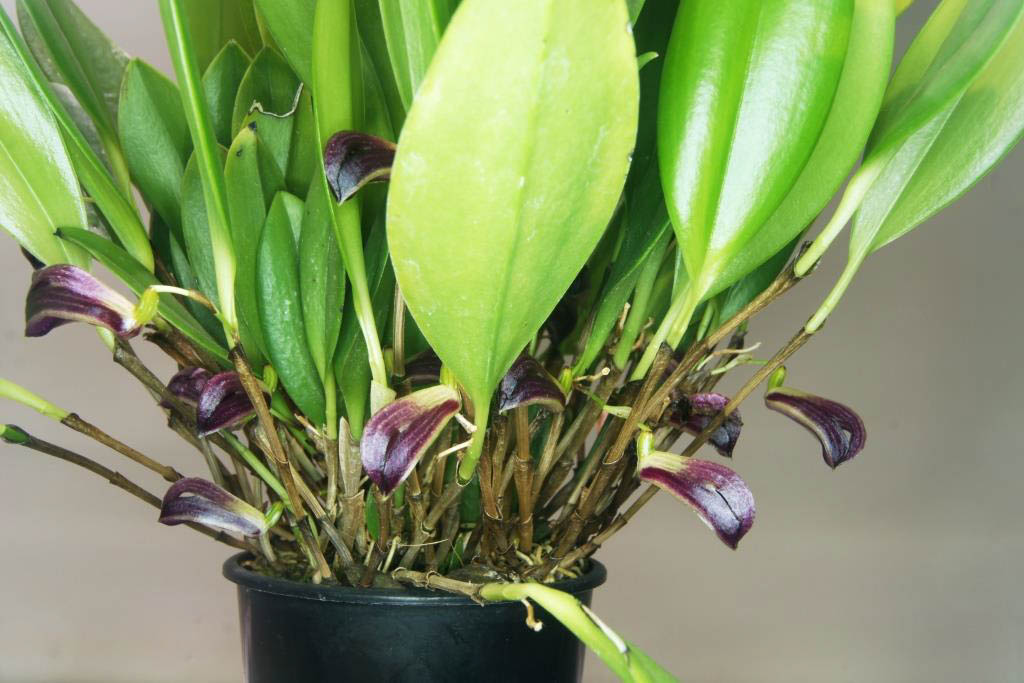 Zootrophion atropurpureum