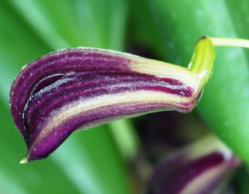 Zootrophion atropurpureum - photo 2