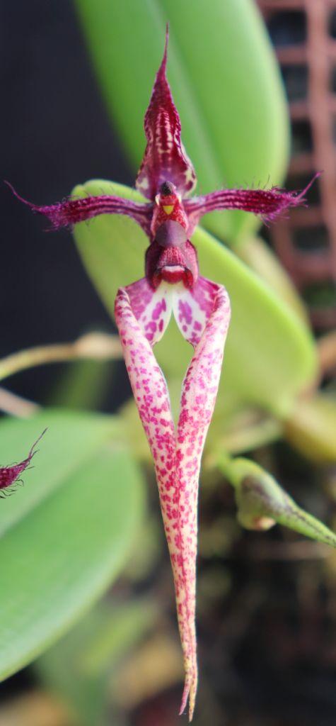 Bulb Sheryl Kurizaki