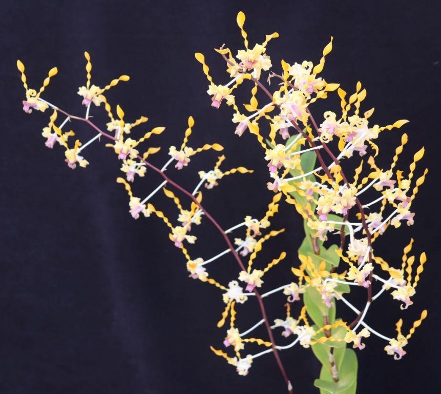 Den Memoria Kip McKillop