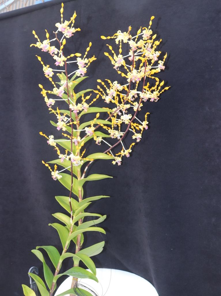 Dendrobium Memoria Kip McKillop - photo 2