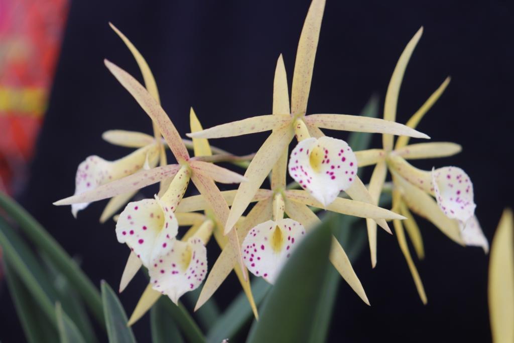 Brassocatanthe Sun Mei Gold