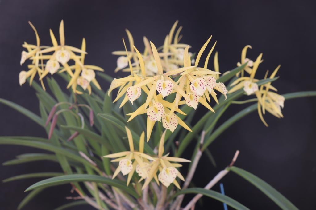 Brassocatanthe Sun Mei Gold - photo 2