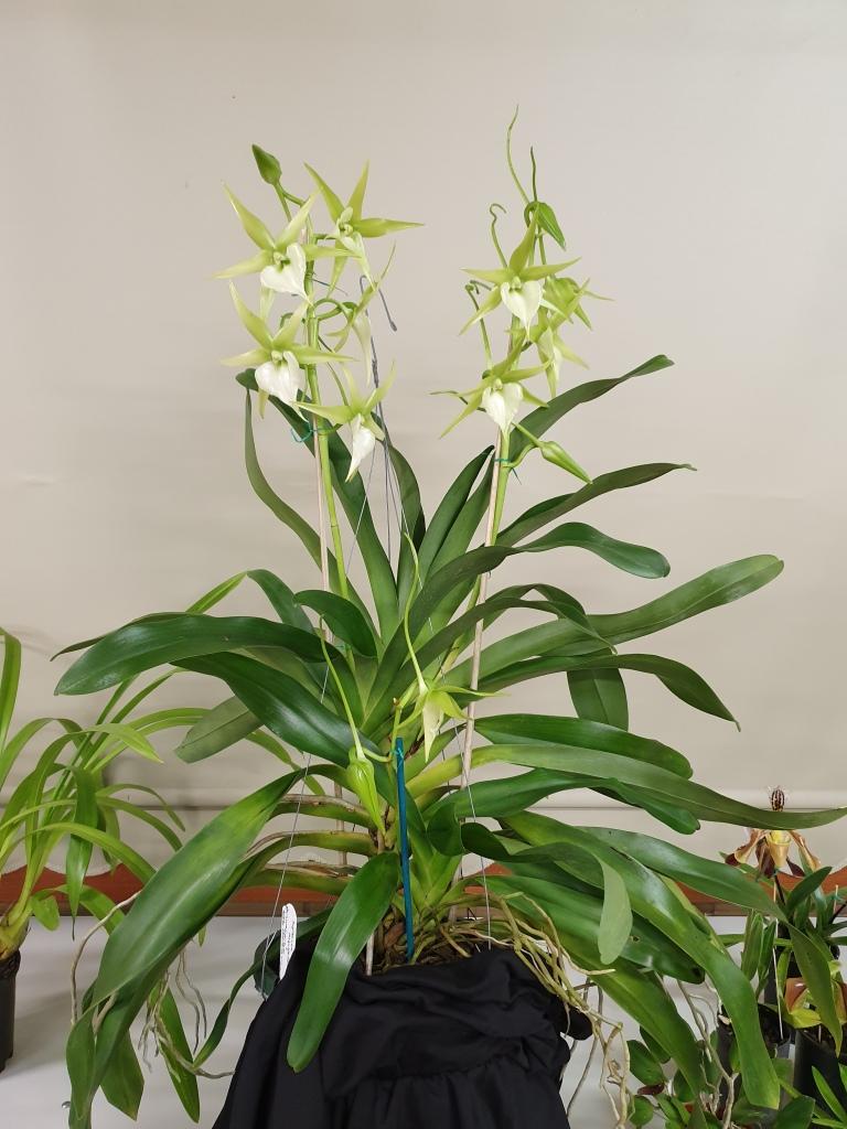 Angraecum Veitchii - photo 2