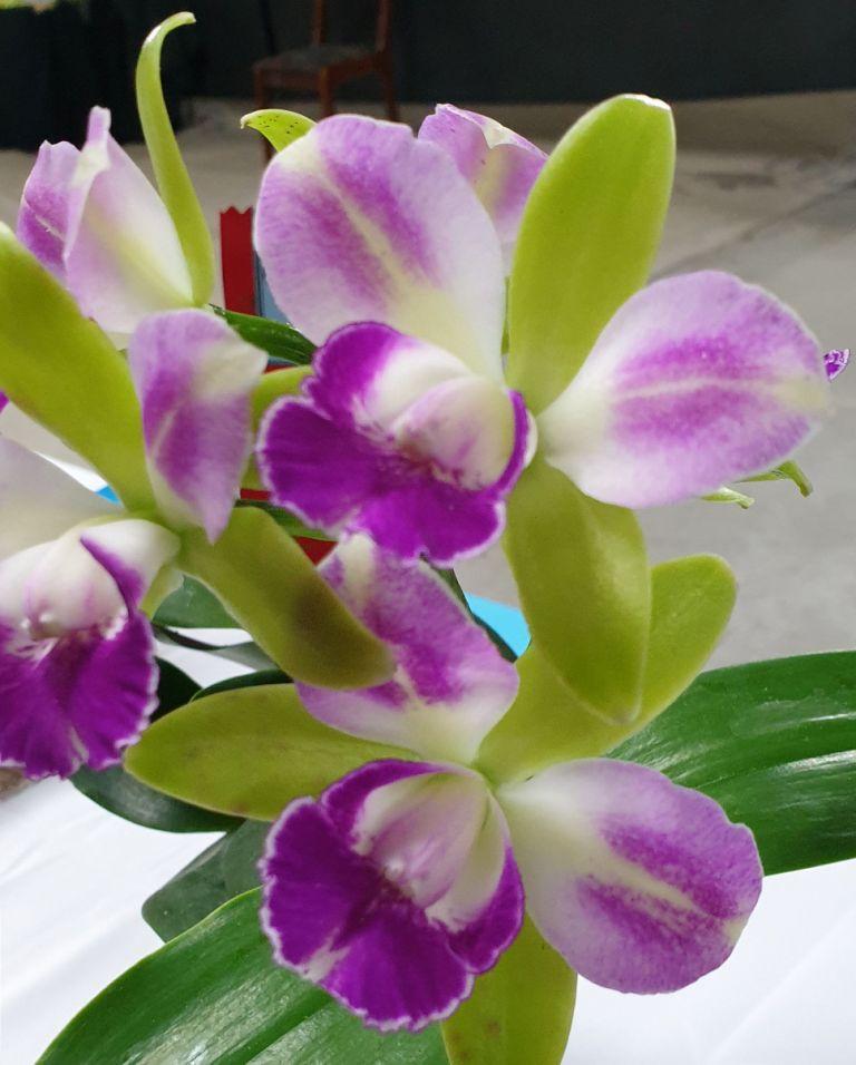 Rlc Village Chief North