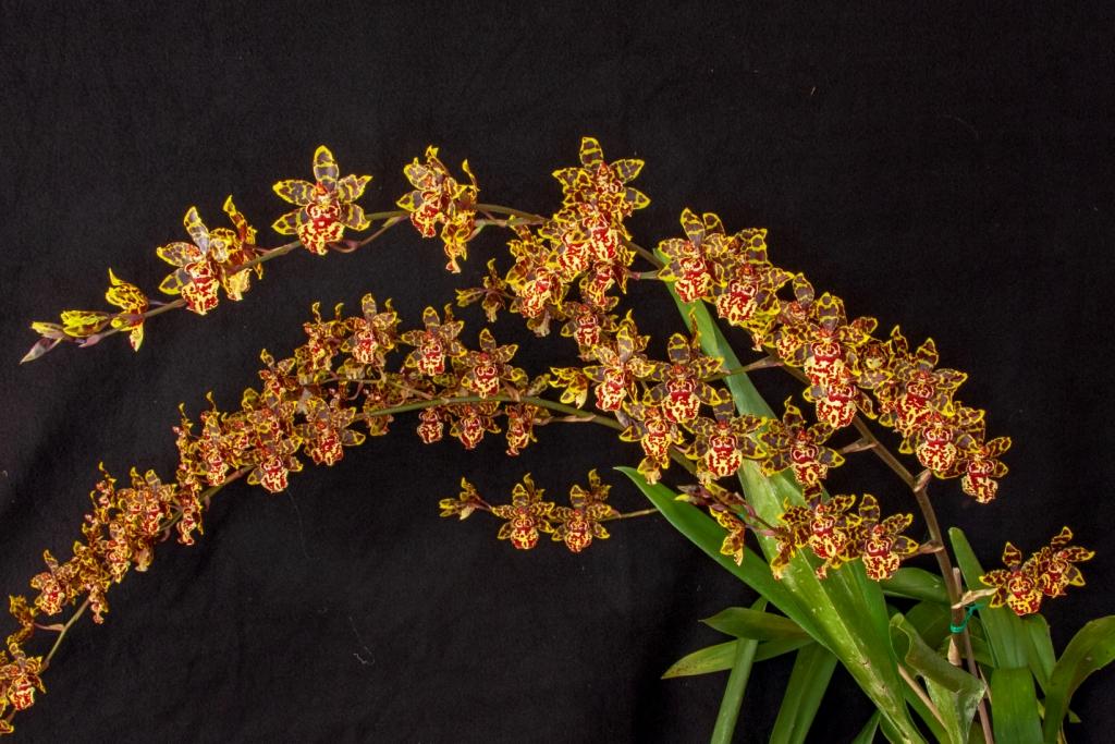 Oncostele Wildcat - photo 2