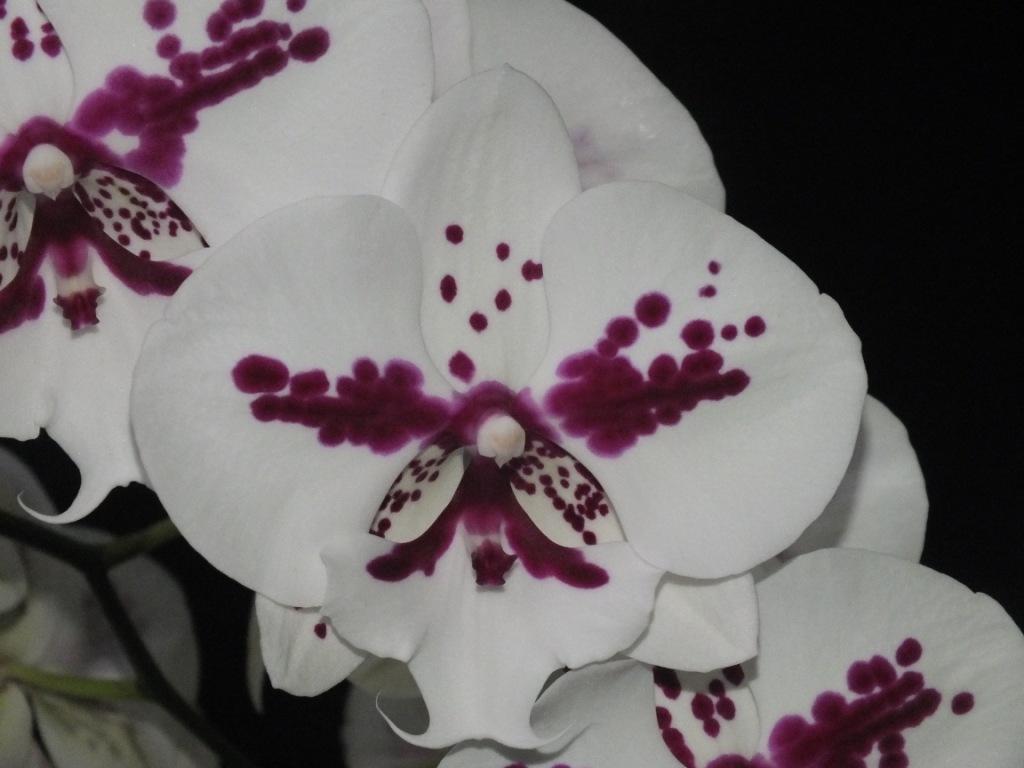 Phal Fuller's AL-Plus
