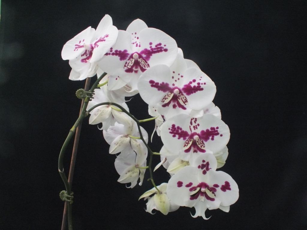 Phalaenopsis Fuller's AL-Plus - photo 2