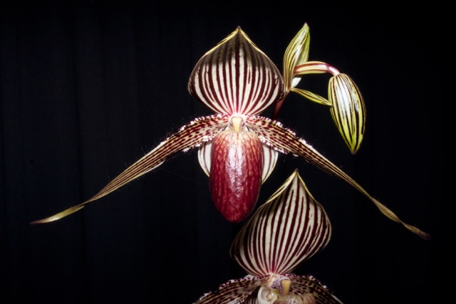 Paphiopedilum rothschildianum