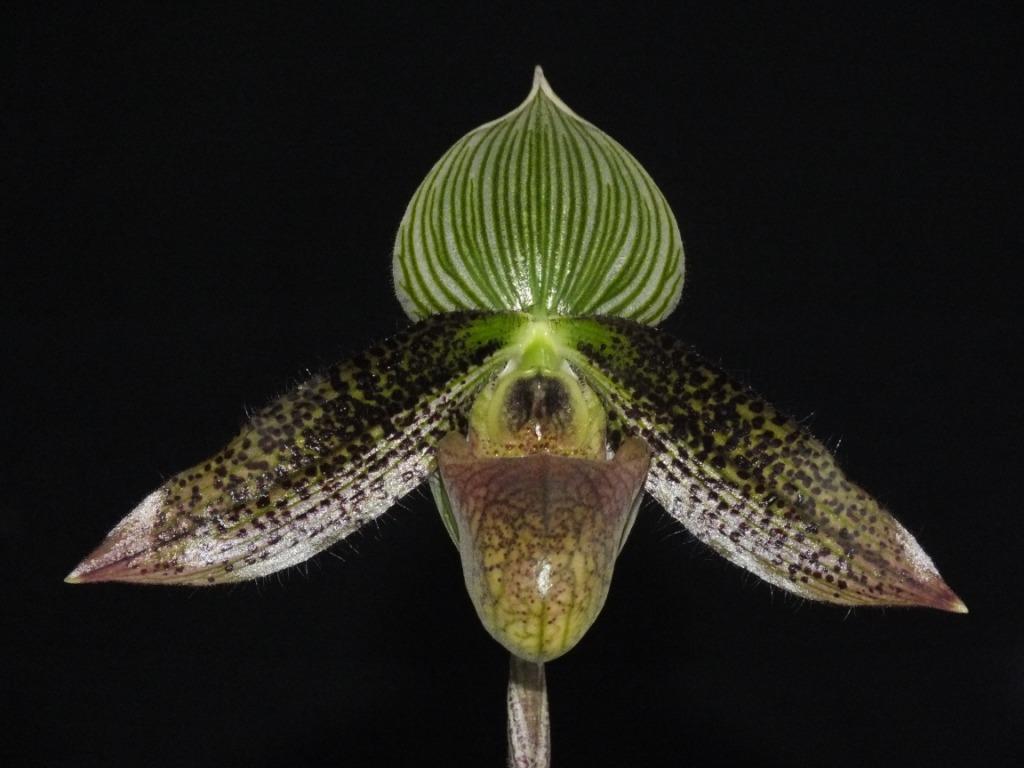 Paphiopedilum wardii