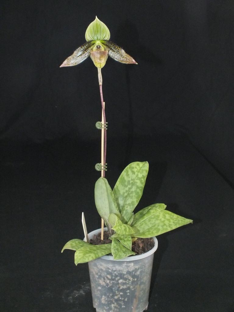Paphiopedilum wardii - photo 2