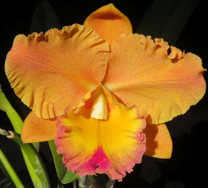 Rlc Goldenzelle