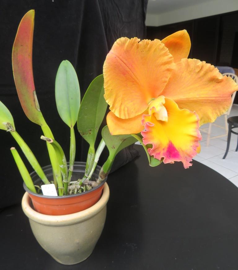 Rhyncholaeliocattleya Goldenzelle - photo 2