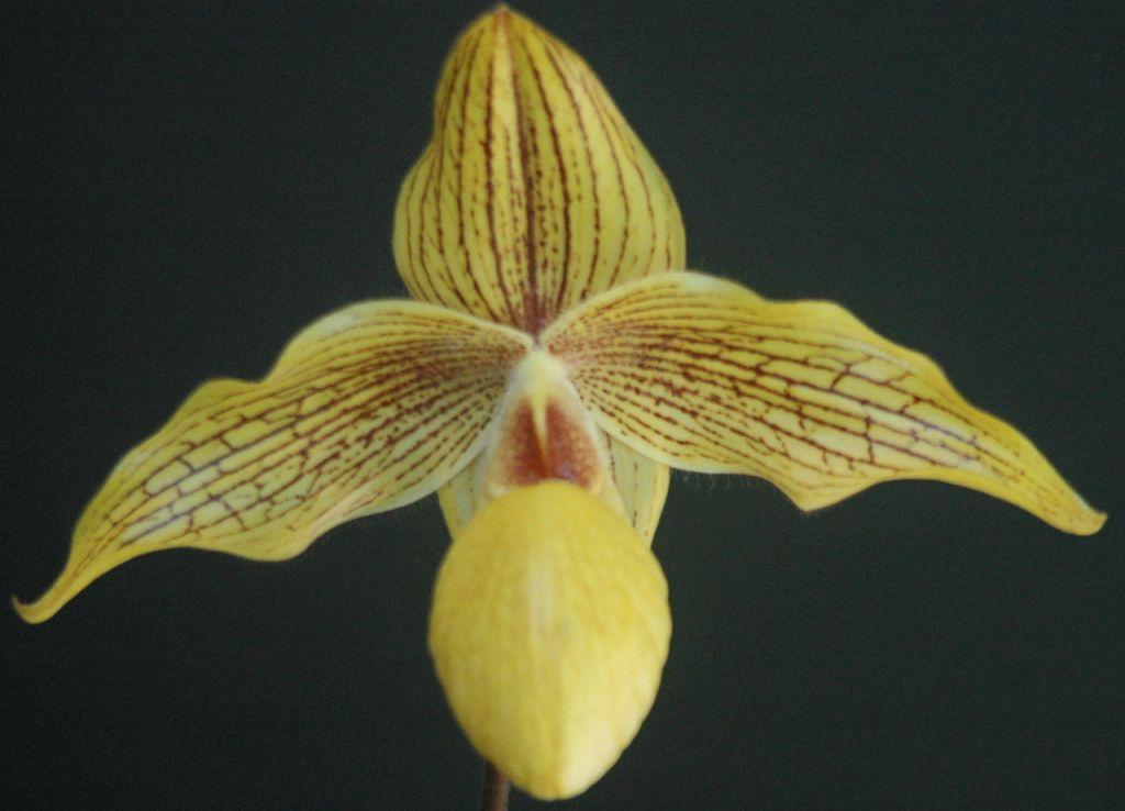 Paph Dollgoldi