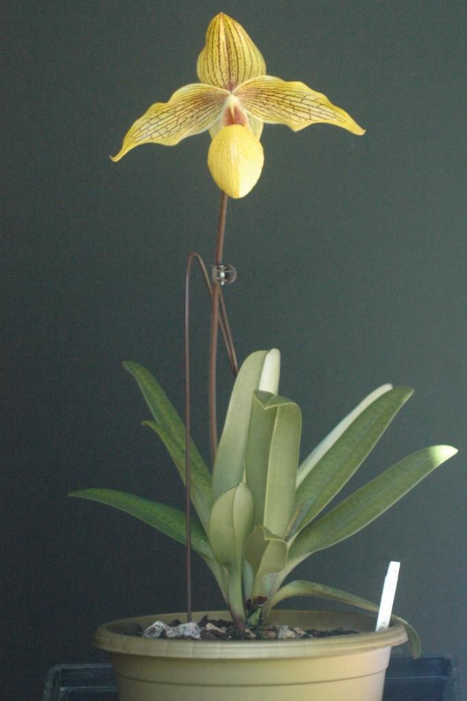 Paphiopedilum Dollgoldi - photo 2