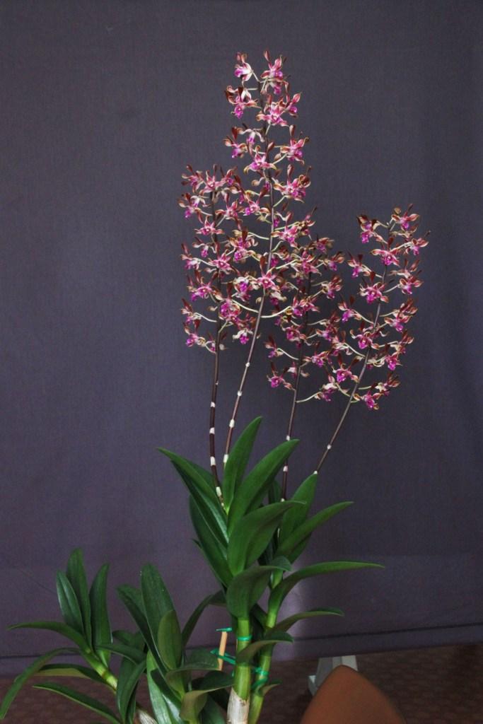 Dendrobium Calico Twist - photo 2