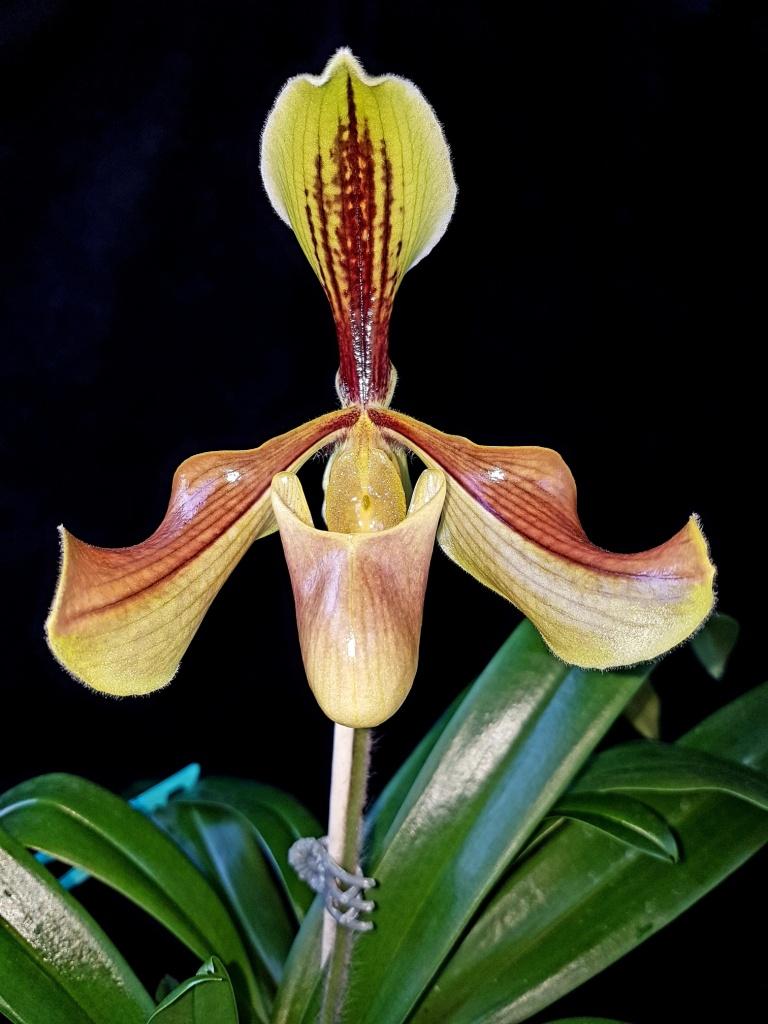 Paphiopedilum villosum