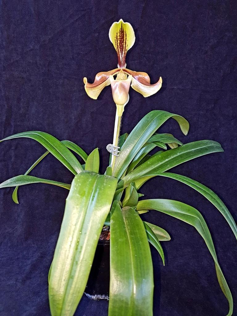 Paphiopedilum villosum var. villosum - photo 2