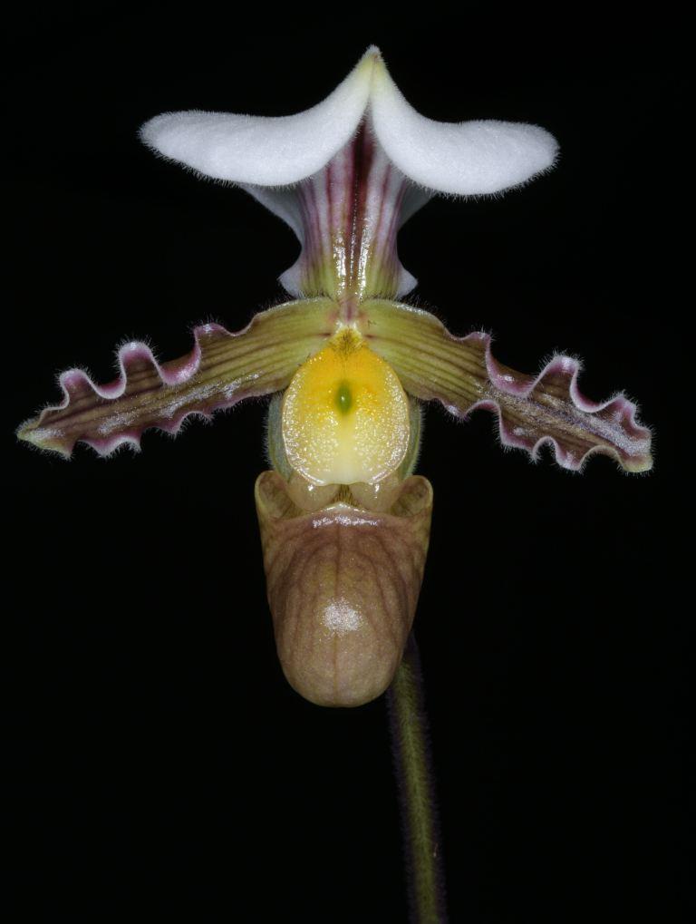 Paphiopedilum tranlienianum