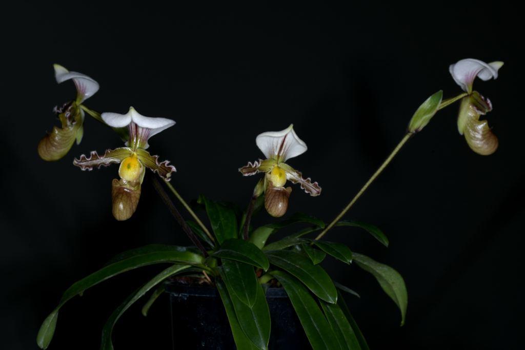 Paphiopedilum tranlienianum - photo 2