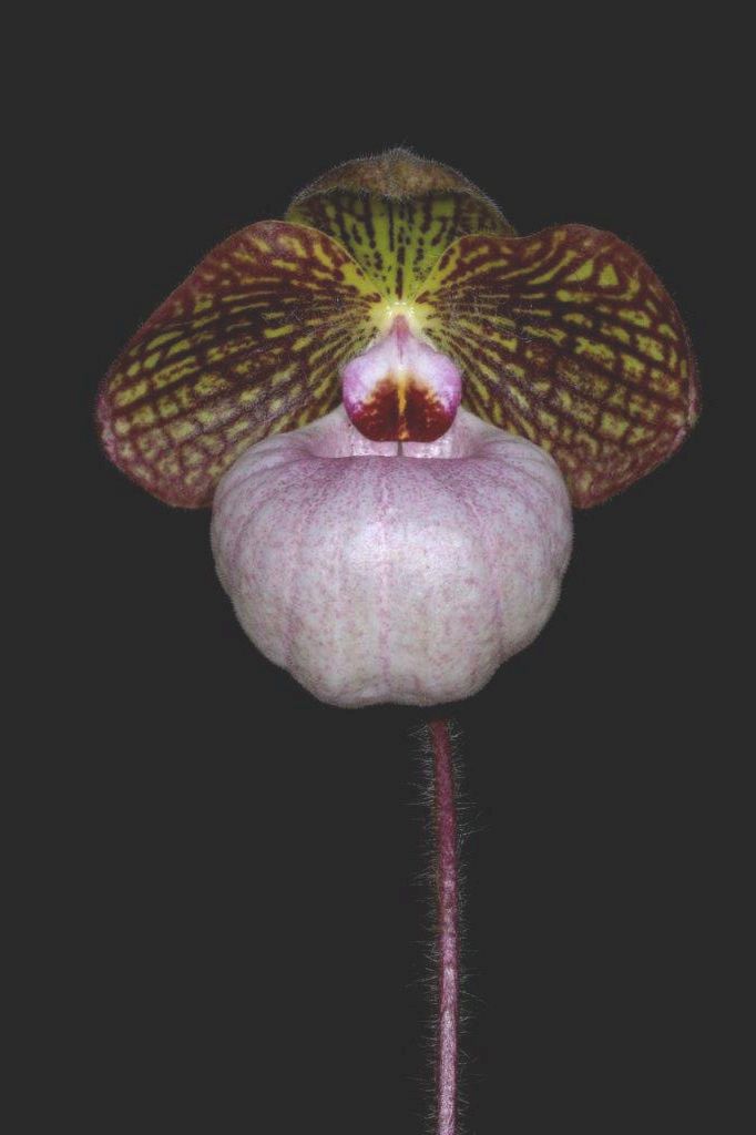 Paph Fanaticum