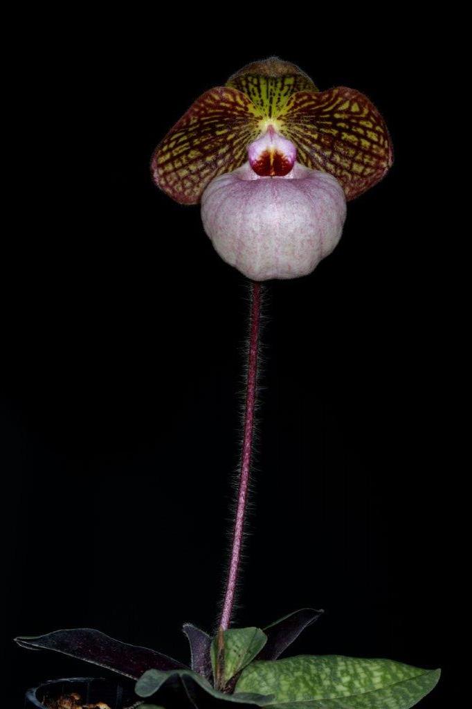 Paphiopedilum Fanaticum - photo 2