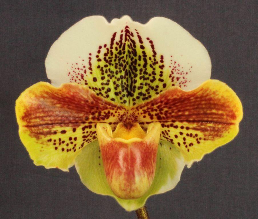 Paph Yi-Ying Colorful Clouds