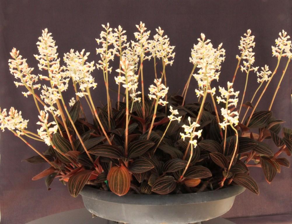 Ludisia discolor - ACC/AOC