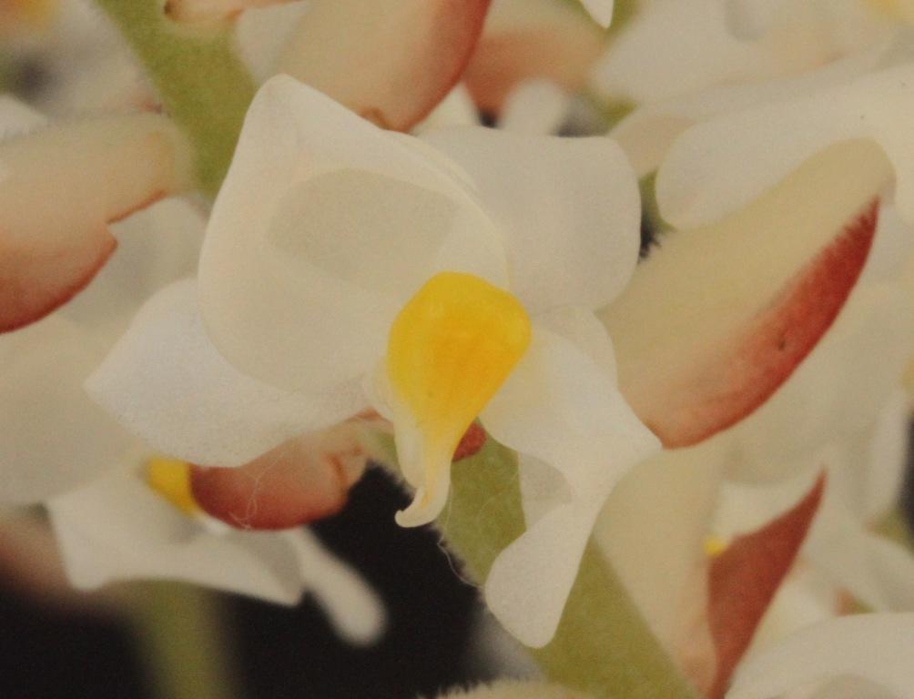 Ludisia discolor - photo 2