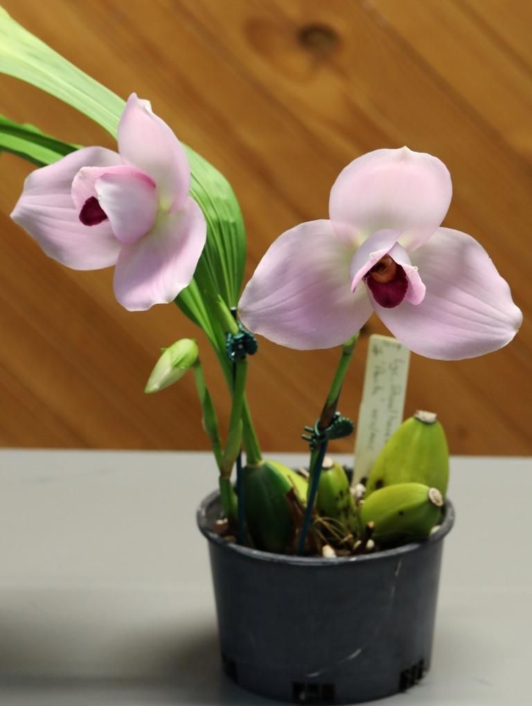 Lycaste Shoalhaven - photo 2
