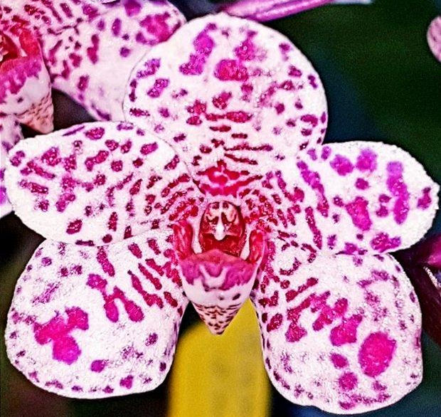 Sartylis Jannine Banks