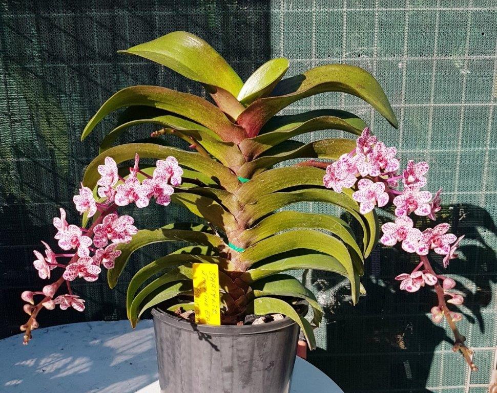 Sartylis Jannine Banks - photo 2