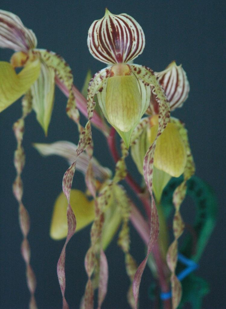 Paph Reverend Canon Mari