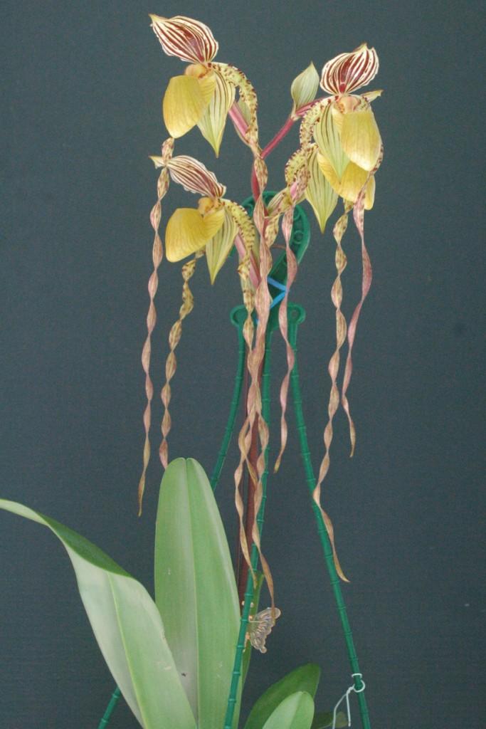 Paphiopedilum Reverend Canon Mari - photo 2