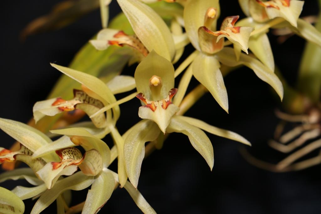 Coelogyne assamica