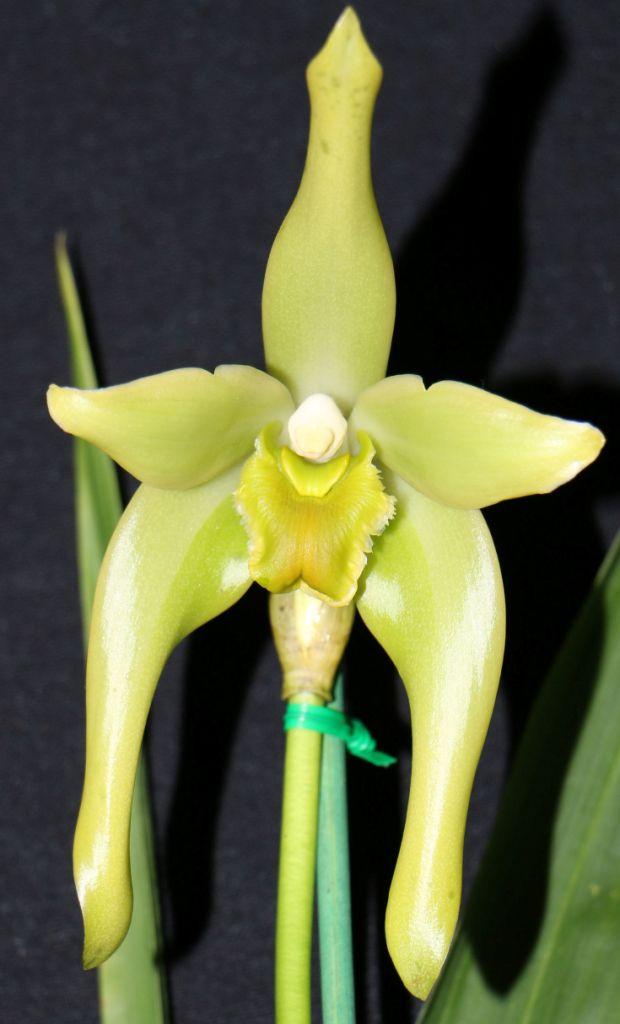 Sudamerlycaste gigantea