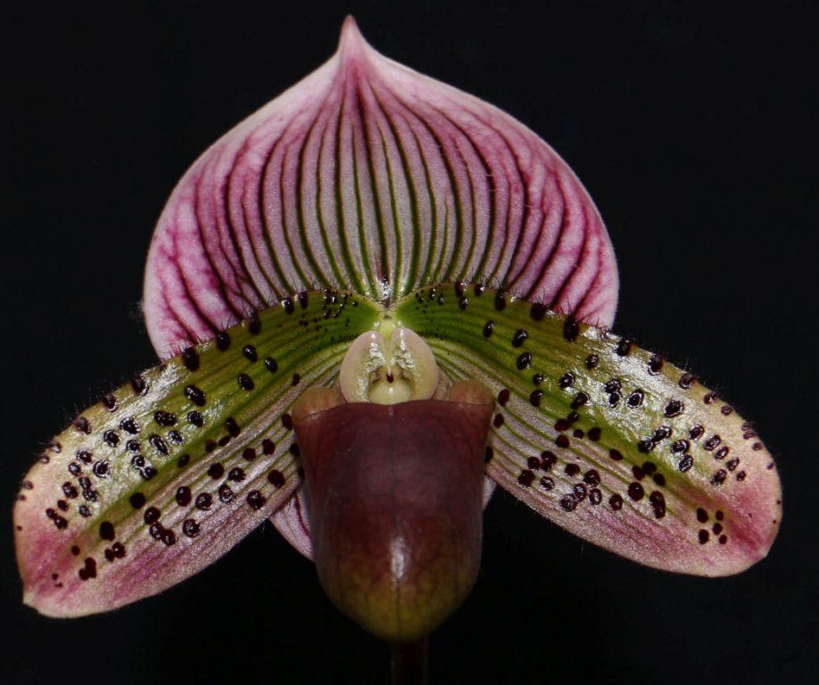 Paph Chui Mae Wong