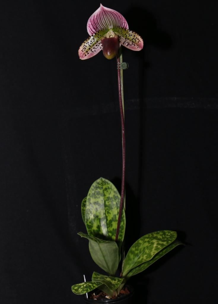 Paphiopedilum Chui Mae Wong - photo 2
