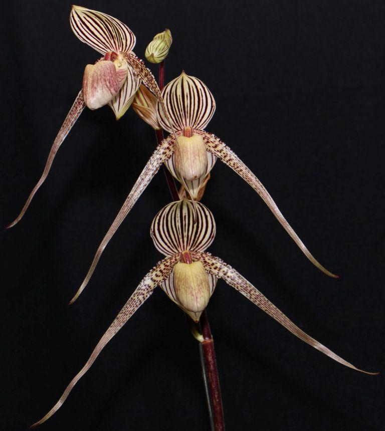 Paph Gary Romagna