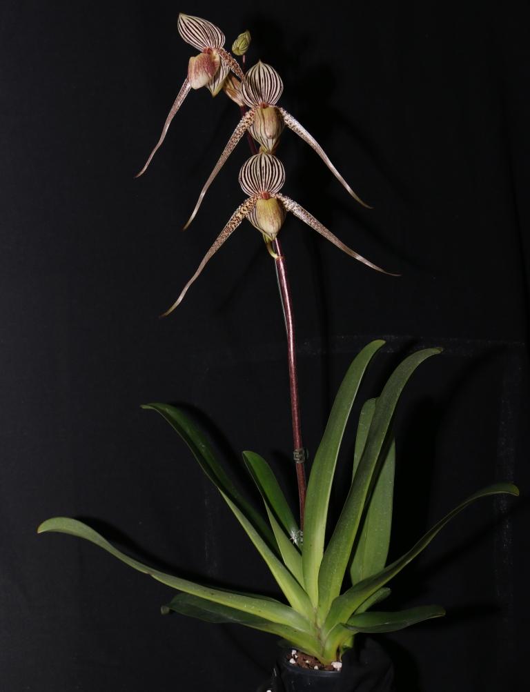 Paphiopedilum Gary Romagna - photo 2