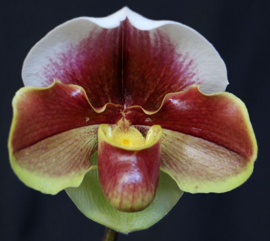 Paph Kalkari