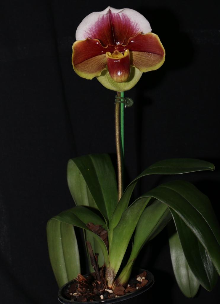 Paphiopedilum Kalkari - photo 2