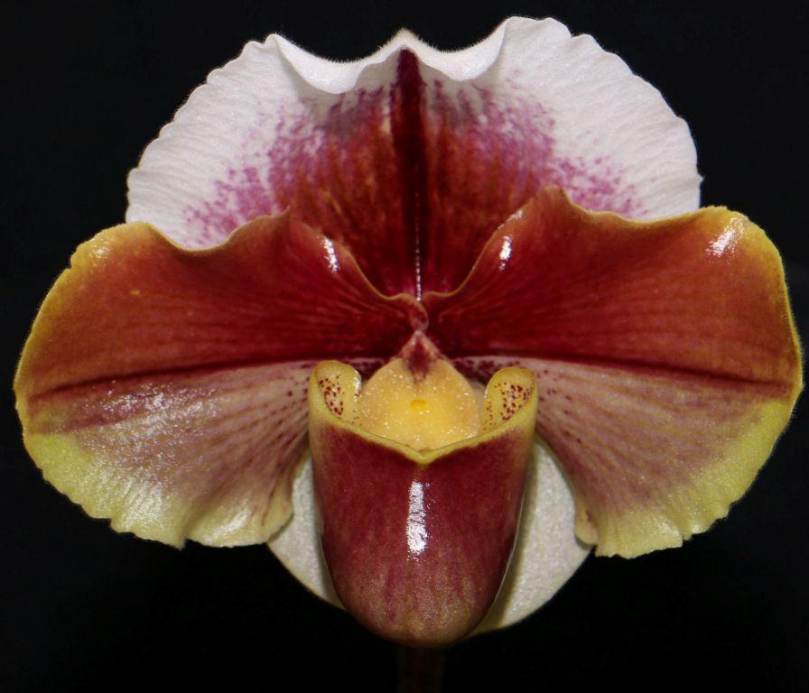 Paph Tea Gardens