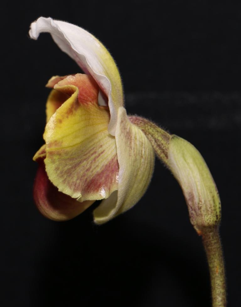 Paphiopedilum Tea Gardens - photo 2