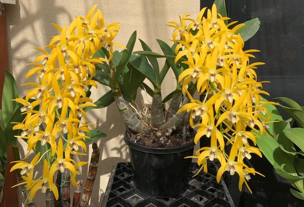 Dendrobium Cosmic Gold - photo 2