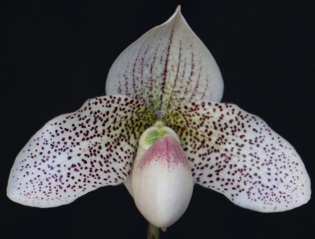 Paph Sally Berndt