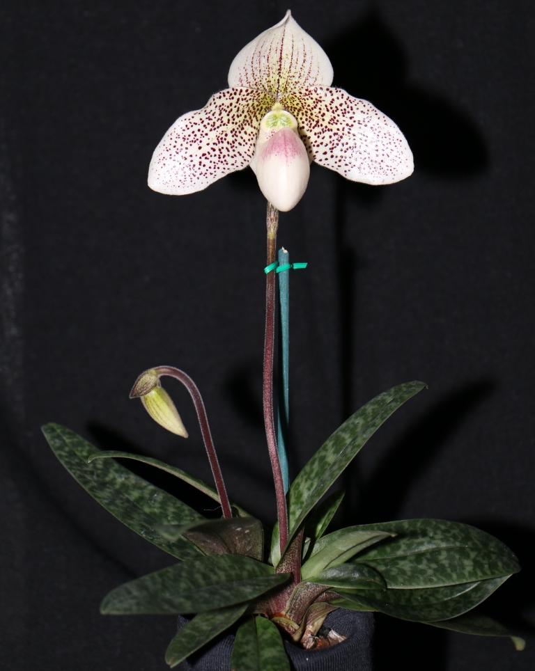 Paphiopedilum Sally Berndt - photo 2
