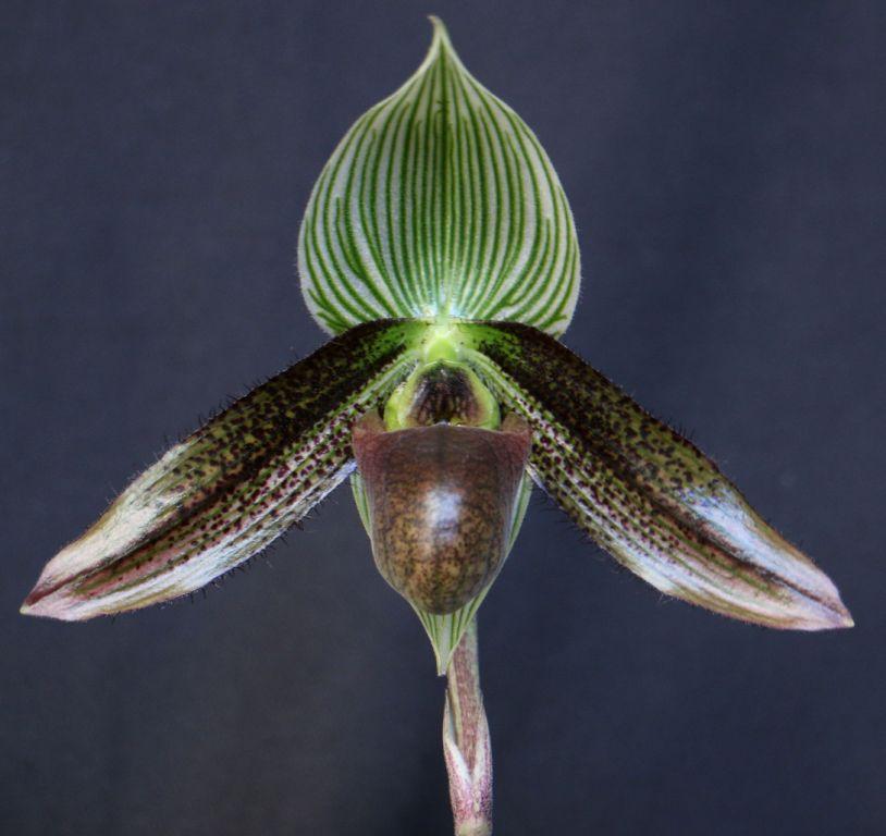 Paphiopedilum wardii