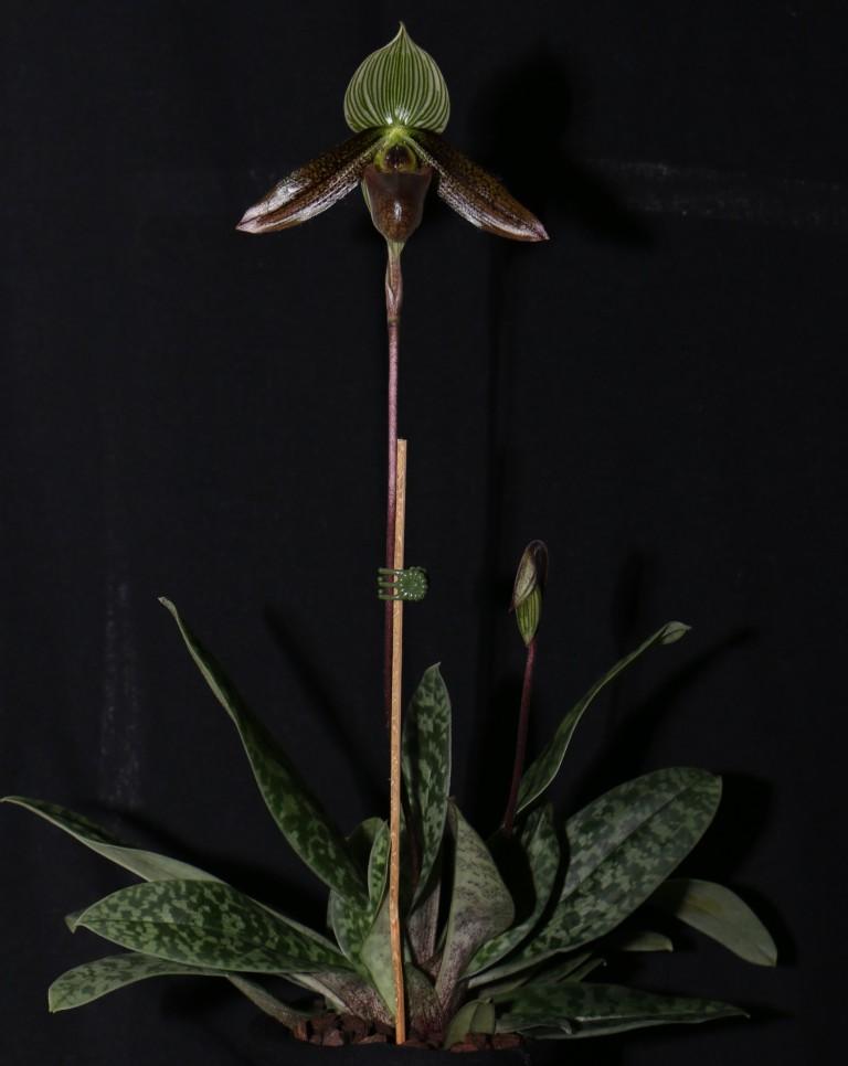 Paphiopedilum wardii - photo 2